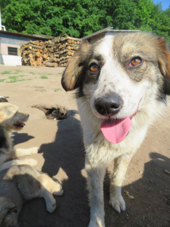 YAZZ (ex CHIARA) - femelle, de taille petite à moyenne - née en juin 2019 - REMEMBER ME LAND - Adoptée par Stéphanie (75)  Chiara15