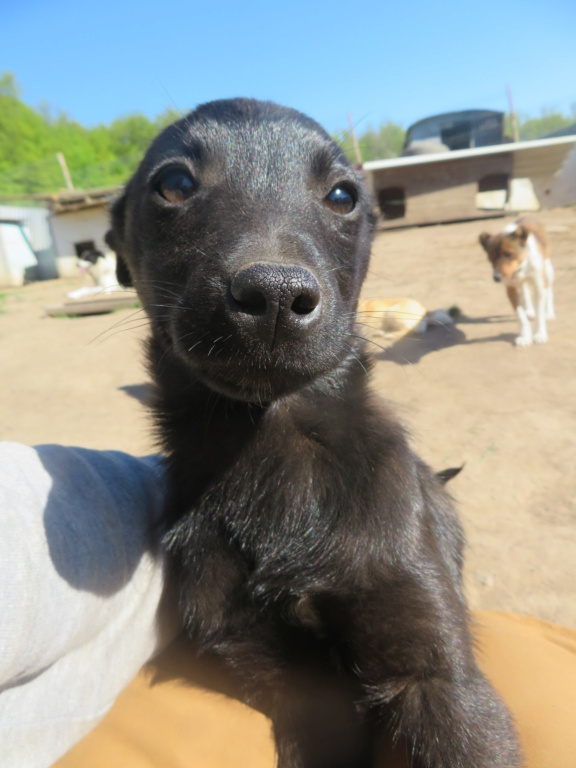 SHIRO (ex CHIHIRO) - chiot femelle, de taille moyenne à l'âge adulte - née environ en janvier 2021 - REMEMBER ME LAND - Adoptée par Soraya (Suisse)  Chihir14