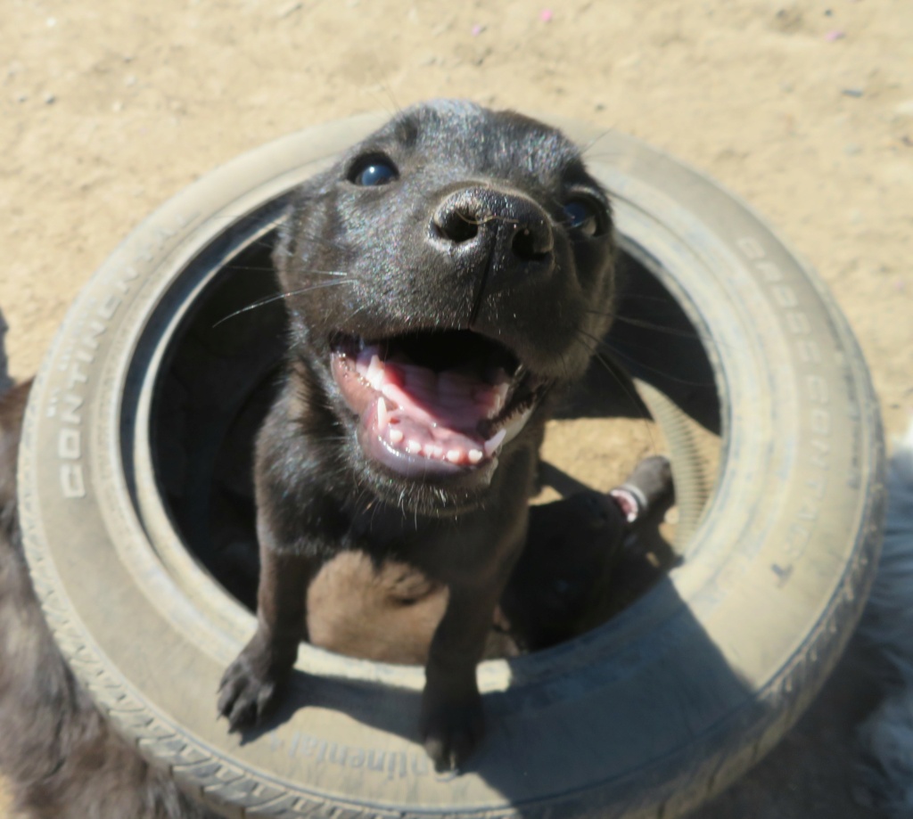 SHIRO (ex CHIHIRO) - chiot femelle, de taille moyenne à l'âge adulte - née environ en janvier 2021 - REMEMBER ME LAND - Adoptée par Soraya (Suisse)  Chihir22