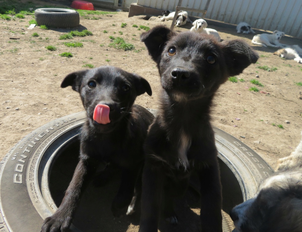 LEXI (ex ORFEE) - chiot femelle, de taille moyenne à l'âge adulte - née environ en janvier 2021 - REMEMBER ME LAND - Adoptée par Deanna (94) Chihir30