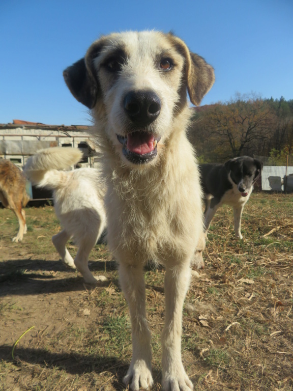 CHIMENE !! PLUS DE 5 ANS DE BOX !! femelle de taille moyenne, née en octobre 2015 (PASCANI) - REMEMBER ME LAND - en FA chez JACQUELINE (68) - ADOPTEE PAR JACQUELINE (68) - Page 8 Chimen27