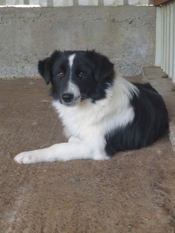 LOU (ex COLIN) - mâle, typé mini border, de petite taille, né environ en mars 2019 - (Fourrière de Roman) - REMEMBER ME LAND - Adopté par Marjorie (84)  Colin_23