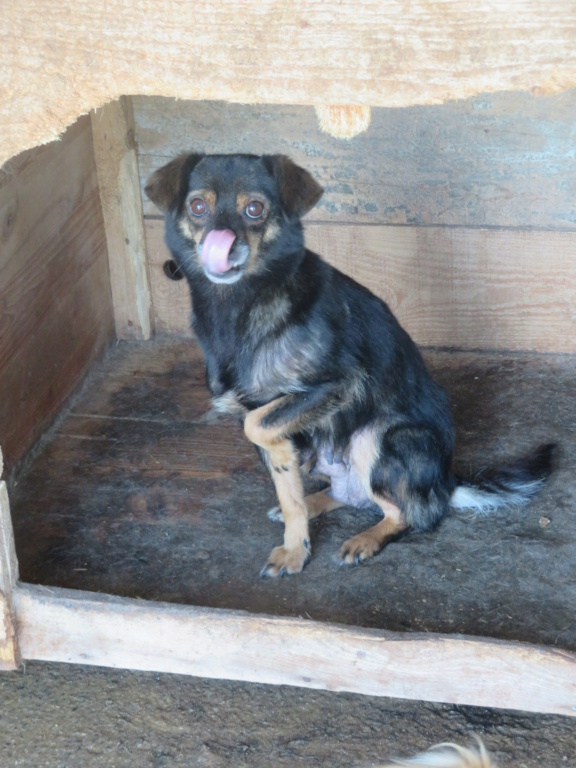 COROLLE - femelle, de petite taille - née environ en novembre 2019 - REMEMBER ME LAND - Adoptée par Sonia (Suisse)  Coroll11