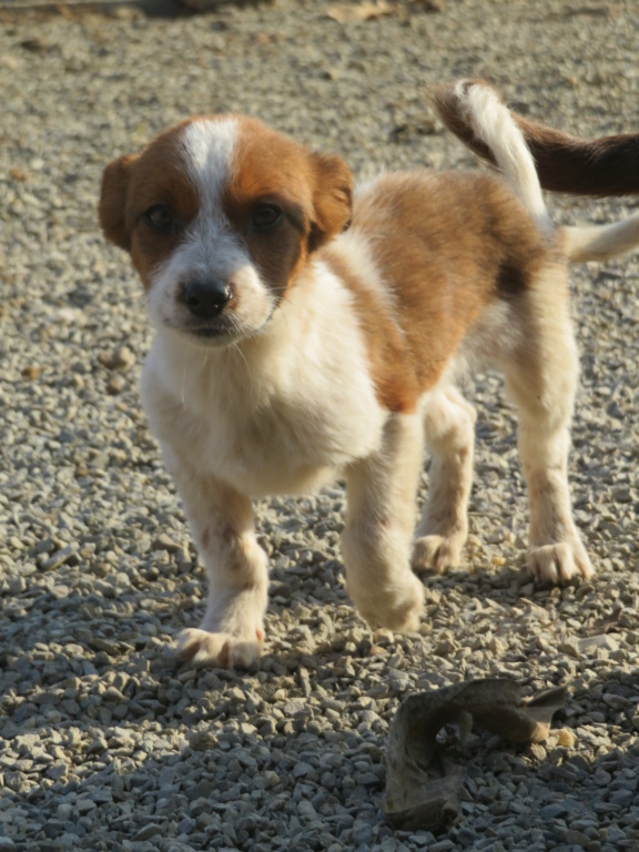 CUPIDON - chiot mâle, de petite taille à l'âge adulte - né environ en juillet 2021 - chez Lucian (Roumanie) - Adopté par Claudine (74)  - décédé Cupido23