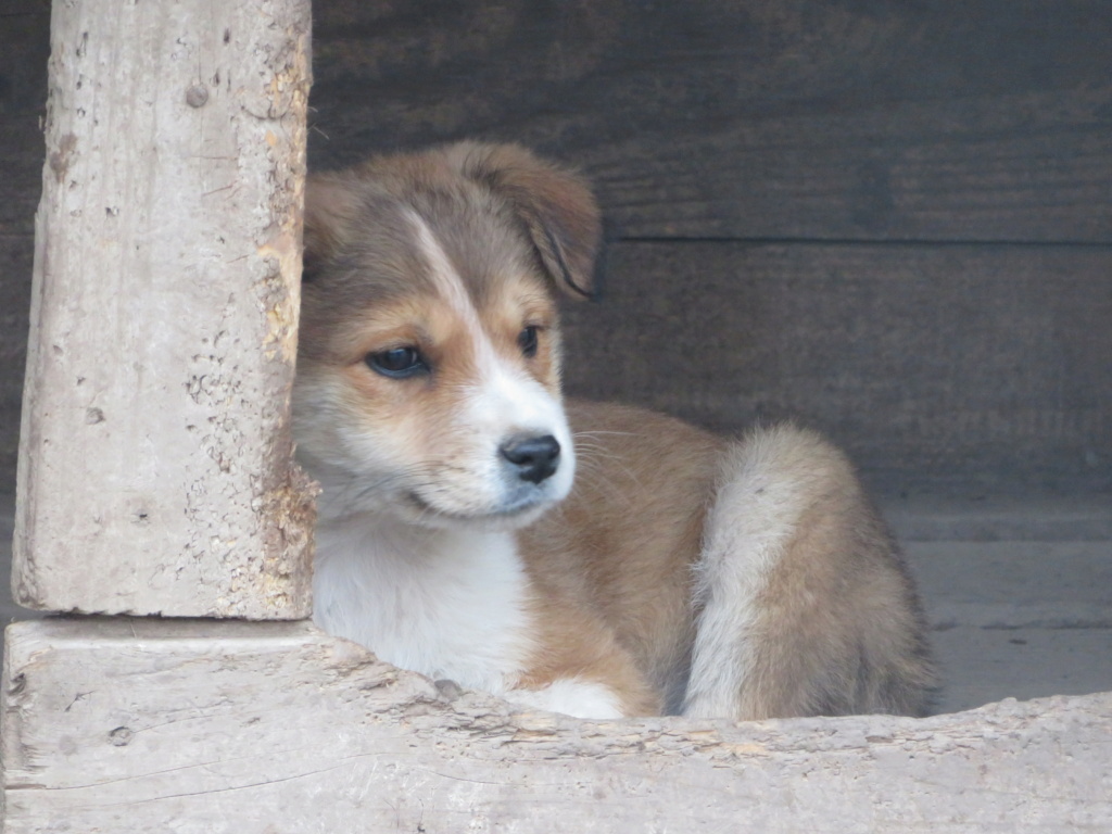 MOLLY (ex CURCUMA) - chiot femelle, de taille petite à moyenne à l'âge adulte - née environ en mi-juillet 2020 - REMEMBER ME LAND - Adoptée par Chloé (84)  Curcum11