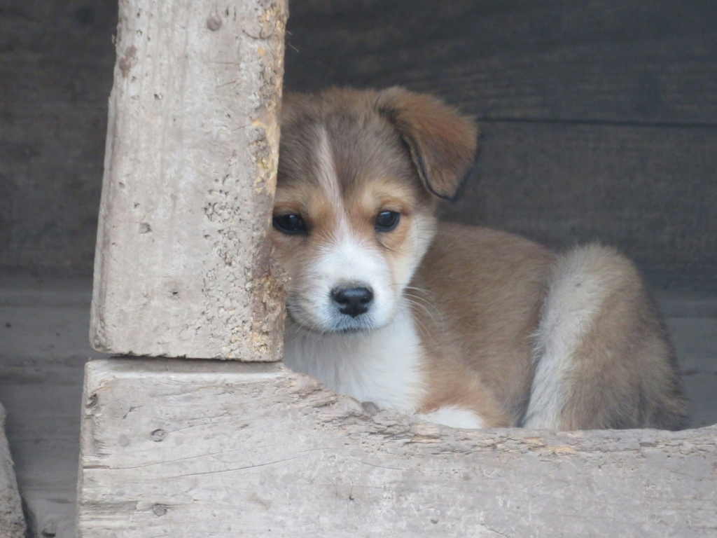 MOLLY (ex CURCUMA) - chiot femelle, de taille petite à moyenne à l'âge adulte - née environ en mi-juillet 2020 - REMEMBER ME LAND - Adoptée par Chloé (84)  Curcum12