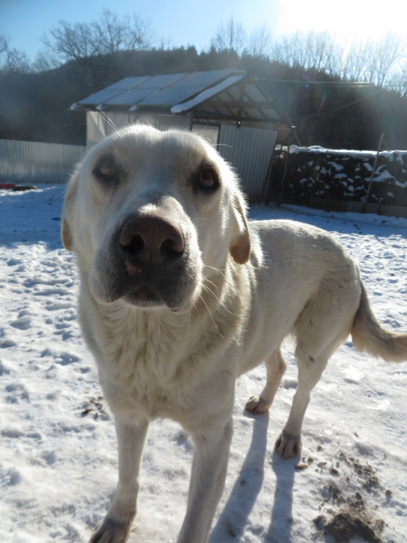 CYLIA - femelle, typée labrador, de taille moyenne - née environ en mars 2017 - REMEMBER ME LAND - Adoptée par Mélanie (88)  Cylia_23