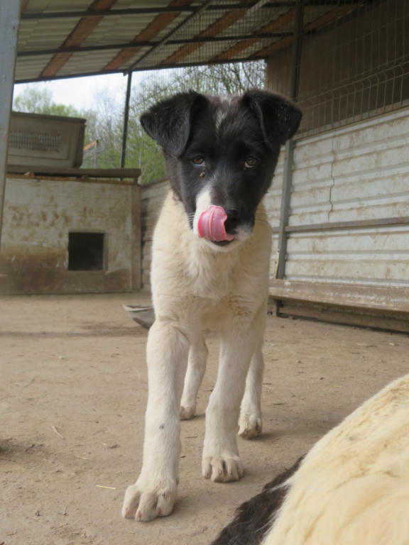 DALMATIA - chiot femelle, de taille moyenne à grande à l'âge adulte - née environ début janvier 2021 - REMEMBER ME LAND - En FA chez Reija (24) Dalmat18