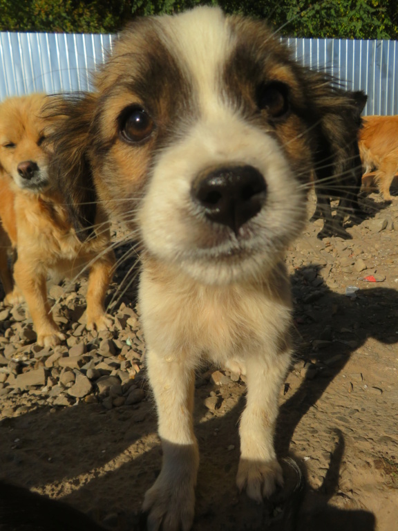 BELLA (ex DAMANA) - chiot femelle, de taille petite à moyenne à l'âge adulte - née environ en juin 2021 - REMEMBER ME LAND - Adoptée par Hélène (88)  Damana10