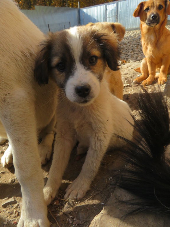 BELLA (ex DAMANA) - chiot femelle, de taille petite à moyenne à l'âge adulte - née environ en juin 2021 - REMEMBER ME LAND - Adoptée par Hélène (88)  Damana11