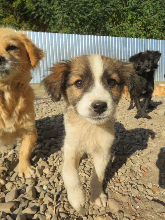 BELLA (ex DAMANA) - chiot femelle, de taille petite à moyenne à l'âge adulte - née environ en juin 2021 - REMEMBER ME LAND - Adoptée par Hélène (88)  Damana12