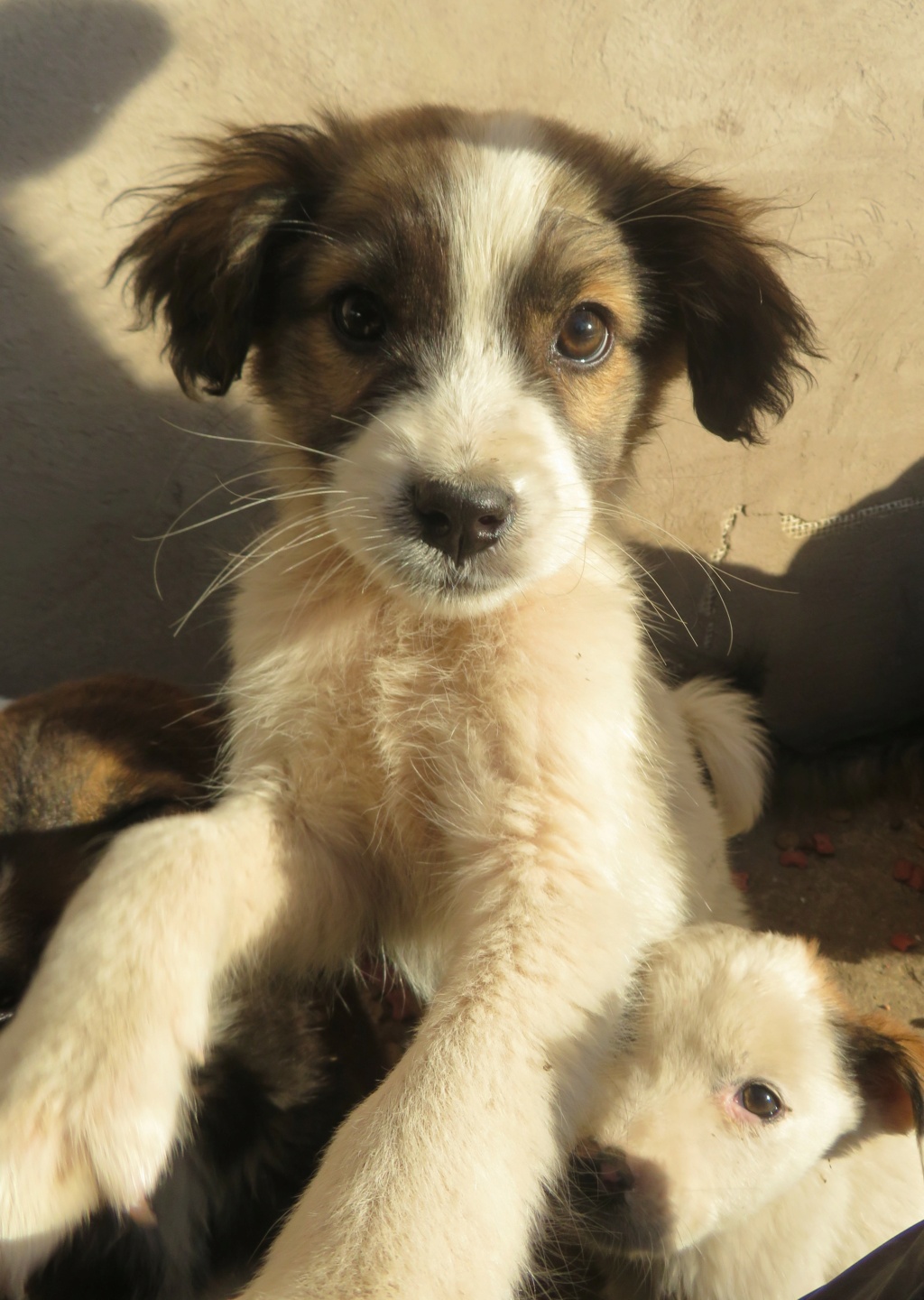 BELLA (ex DAMANA) - chiot femelle, de taille petite à moyenne à l'âge adulte - née environ en juin 2021 - REMEMBER ME LAND - Adoptée par Hélène (88)  Damana20