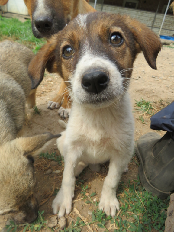 DANETTE - chiot femelle , de taille petite à moyenne à l'âge adulte - née environ en avril 2021 - REMEMBER ME LAND - Adoptée par Nathalie (75)  Danett17