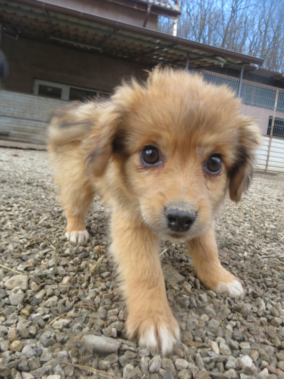 SAKURA (ex DELILAH) - chiot femelle, de taille petite à moyenne à l'âge adulte - née environ en octobre 2021 - REMEMBER ME LAND - Adoptée par Lysiane (93)  Delila23