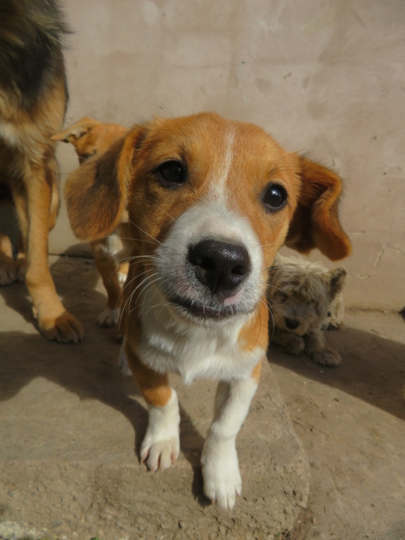 DEXTER - chiot mâle, de taille moyenne à l'âge adulte - né environ en juin 2021 - REMEMBER ME LAND - ADOPTE EN ROUMANIE Dexter13