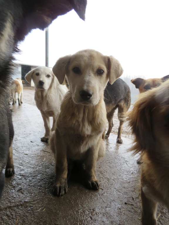 ROSIE (ex DIAMS) - chiot femelle, de taille moyenne à l'âge adulte - née environ en octobre 2020 (Targu Neamt) - REMEMBER ME LAND - Adoptée par Jordane (68) Diams_24