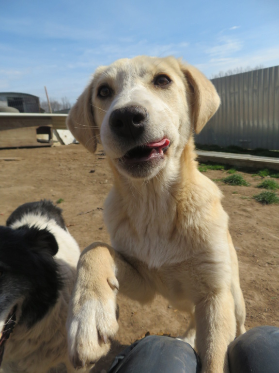 ROSIE (ex DIAMS) - chiot femelle, de taille moyenne à l'âge adulte - née environ en octobre 2020 (Targu Neamt) - REMEMBER ME LAND - Adoptée par Jordane (68) Diams_34