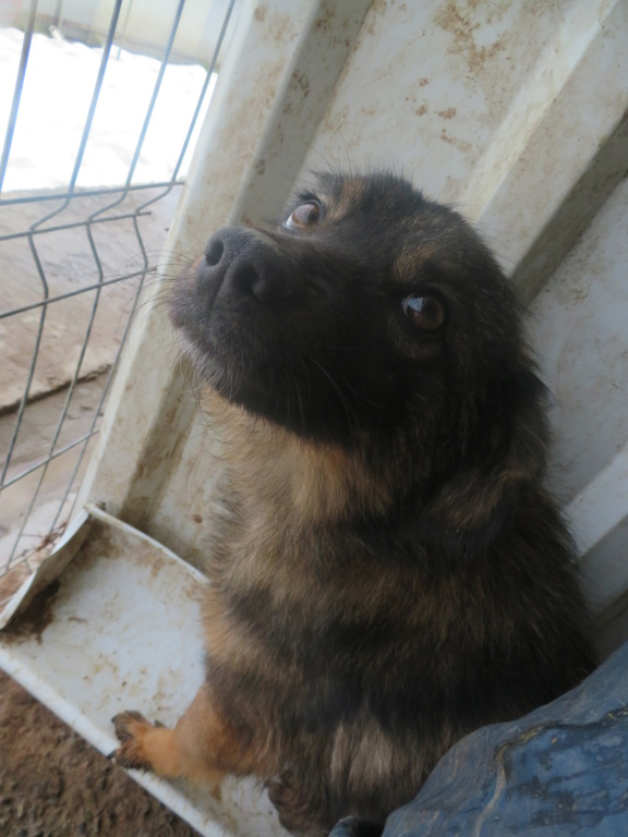 GALA (ex DUBAÏ) - mâle , de petite taille à moyenne - né environ en février 2019 - REMEMBER ME LAND - Adopté par Marina (Suisse)  Dubai_16