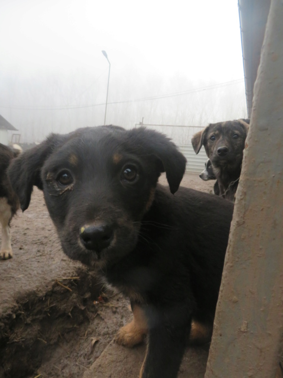 EMERALD - chiot femelle, de taille moyenne à l'âge adulte - née environ en octobre 2020 - REMEMBER ME LAND - Adoptée par Clémentine (Belgique)  Emeral16