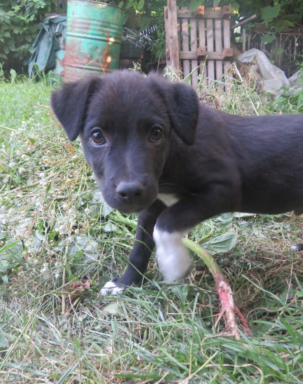 EMILIO - chiot mâle, de taille moyenne à l'âge adulte - né environ en avril 2021 - Adopté par Julien (57)  Emilio11