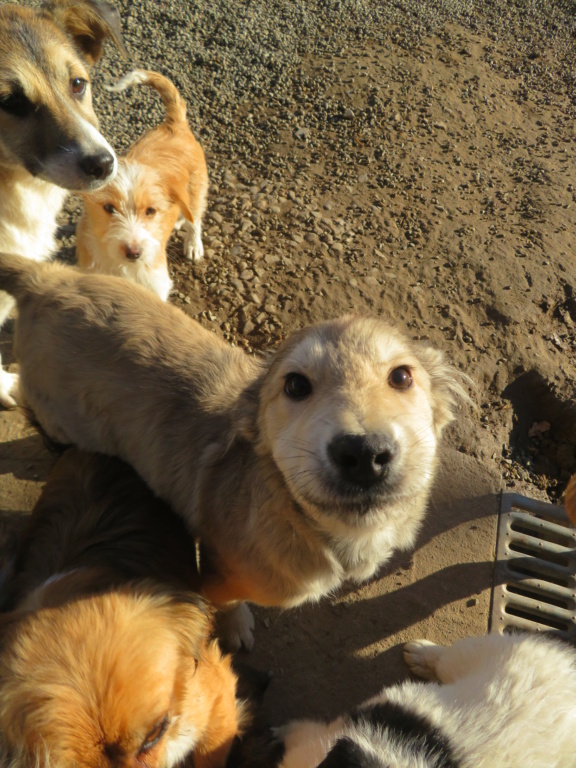 BOO (ex FAUNUS) - chiot mâle, de taille moyenne à l'âge adulte - né environ en juin 2021 - chez Lucian (Roumanie) - Adopté par Claire (57)  Faunus24