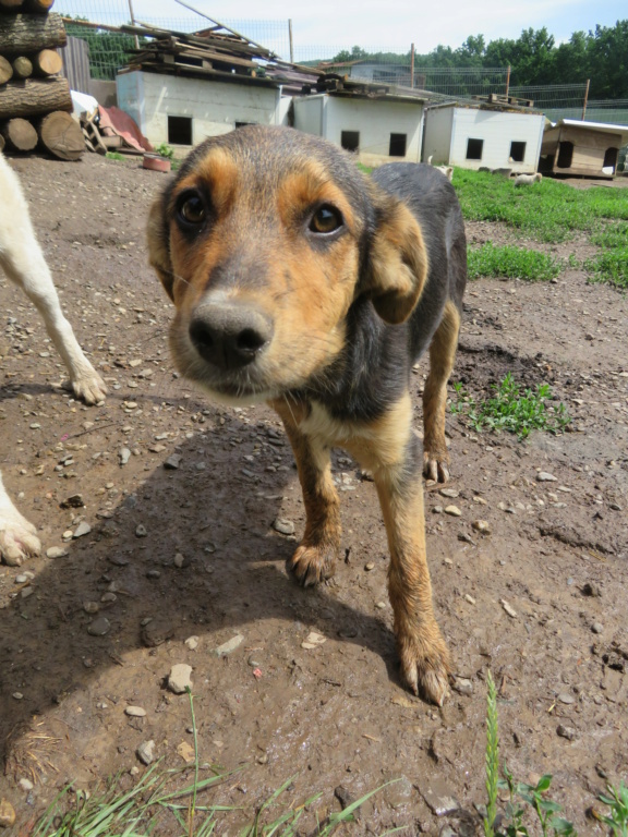 VEGA (ex FAUVEA) - chiot femelle, de taille moyenne à l'âge adulte - née environ en février 2021 - REMEMBER ME LAND - En FA chez Séverine (67) -  Adoptée par Marie Laure ( 57) Fauvea15