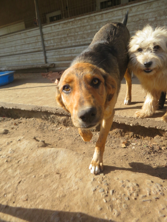 VEGA (ex FAUVEA) - chiot femelle, de taille moyenne à l'âge adulte - née environ en février 2021 - REMEMBER ME LAND - En FA chez Séverine (67) -  Adoptée par Marie Laure ( 57) Fauvea26