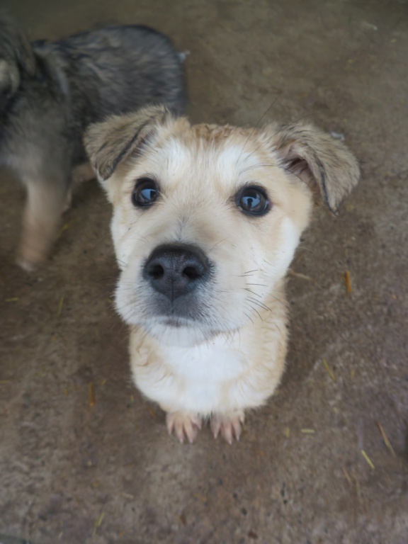 MIETTE (ex FELICIA) - chiot femelle, de taille moyenne à l'âge adulte - née environ en octobre 2020 - REMEMBER ME LAND - Adoptée par Lise et Justin (60) Felici13