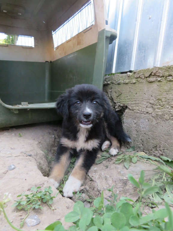 SANSA (ex FIBIE) - chiot femelle, de taille petite à moyenne à l'âge adulte - née environ en avril 2021 - REMEMBER ME LAND - Adoptée par Mélanie et Cédric (27)  Fibie_12