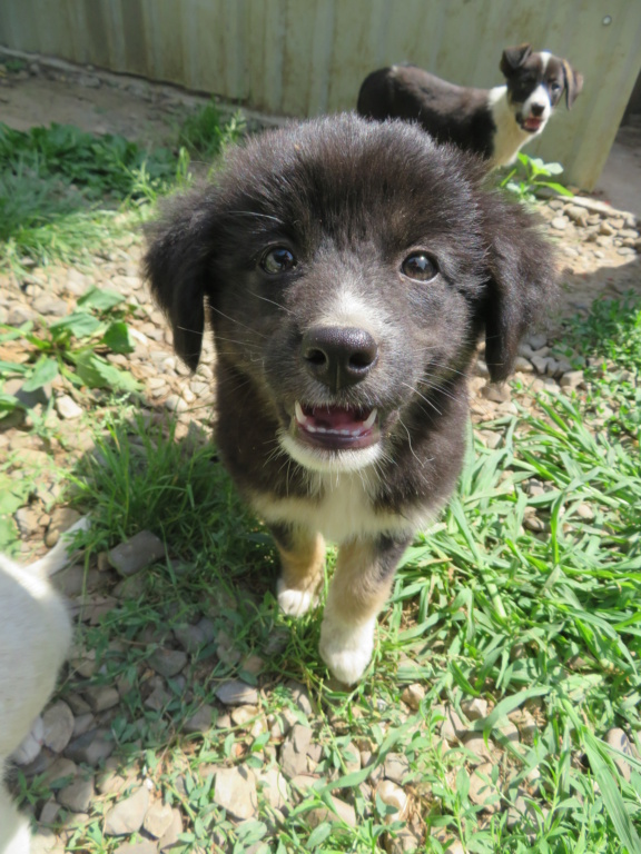 SANSA (ex FIBIE) - chiot femelle, de taille petite à moyenne à l'âge adulte - née environ en avril 2021 - REMEMBER ME LAND - Adoptée par Mélanie et Cédric (27)  Fibie_21