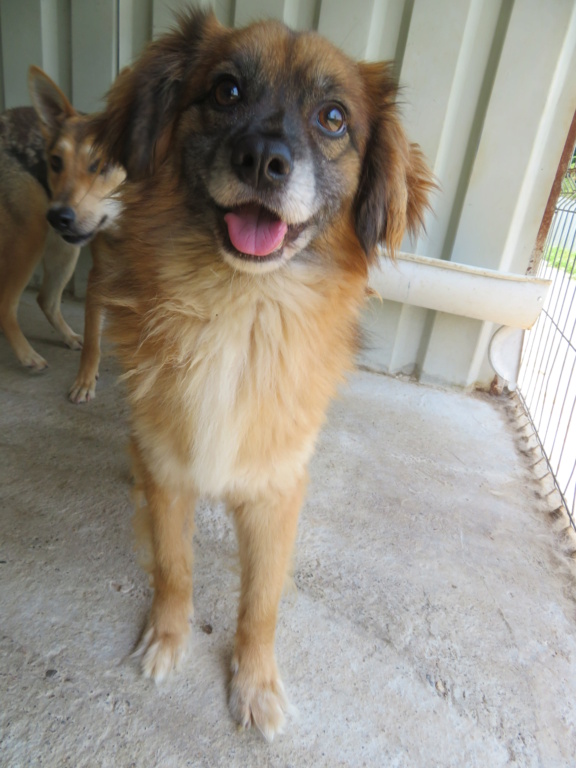 ROXY (ex FIFOU) - mâle, de taille petite à moyenne, né environ en juillet 2017 (fourrière de GIURGIU) - REMEMBER ME LAND - Adopté par Élisabeth et Gilbert (21)  Fifou_17