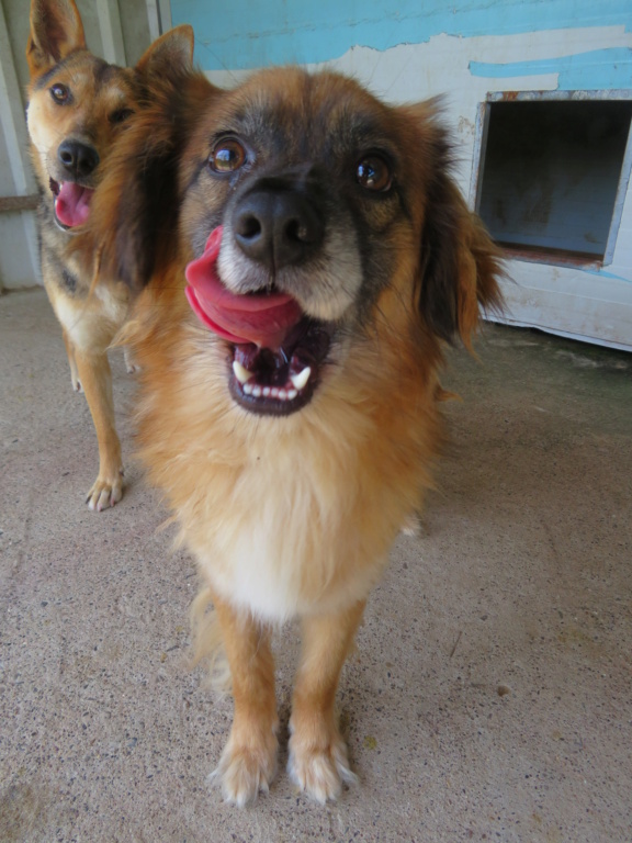 ROXY (ex FIFOU) - mâle, de taille petite à moyenne, né environ en juillet 2017 (fourrière de GIURGIU) - REMEMBER ME LAND - Adopté par Élisabeth et Gilbert (21)  Fifou_23