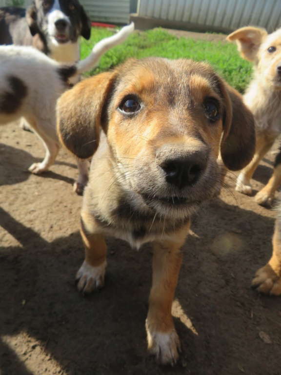 AKELA (ex FIZZY) - chiot femelle, de petite taille à l'âge adulte - née environ en avril 2021 - REMEMBER ME LAND - Adoptée par Marie (92)  Fizzy_16