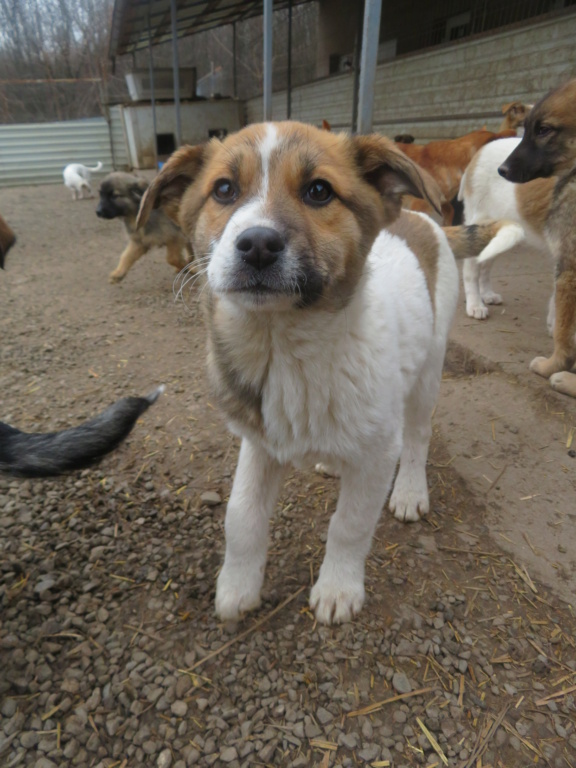 NALA (ex FLIPPY) - chiot femelle , de taille moyenne à l'âge adulte - née environ en octobre 2021 - REMEMBER ME LAND - Adoptée par Cristina (1258 - Suisse)  Flippy21