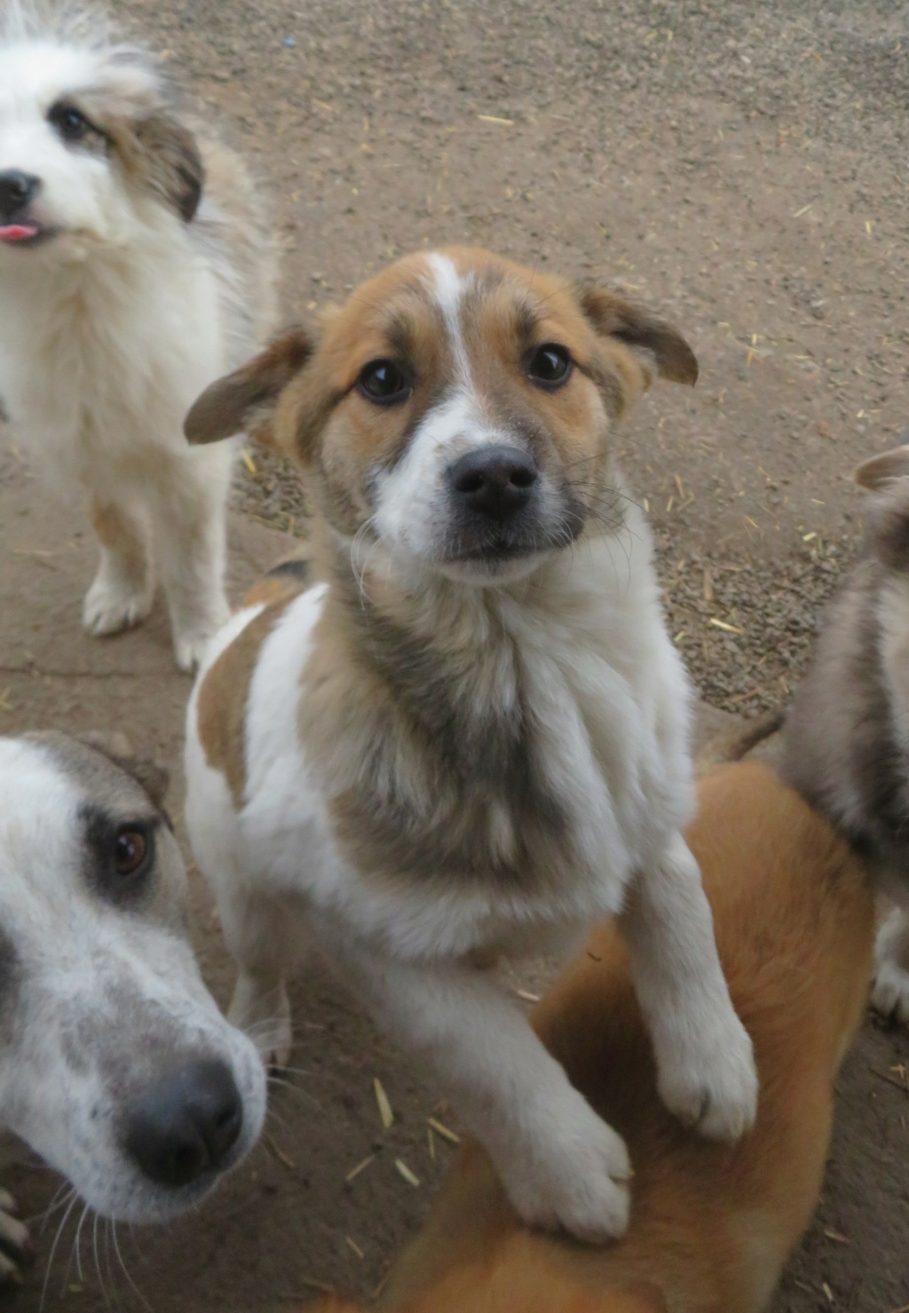 NALA (ex FLIPPY) - chiot femelle , de taille moyenne à l'âge adulte - née environ en octobre 2021 - REMEMBER ME LAND - Adoptée par Cristina (1258 - Suisse)  Flippy22