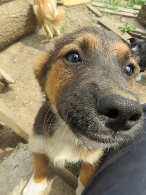 FLOPPY - chiot mâle, de taille moyenne à l'âge adulte - né environ en avril 2021 - REMEMBER ME LAND - Adopté par Flora (Belgique)  Floppy14