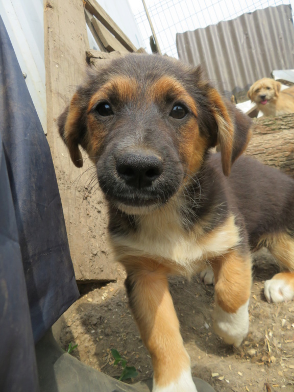 FLOPPY - chiot mâle, de taille moyenne à l'âge adulte - né environ en avril 2021 - REMEMBER ME LAND - Adopté par Flora (Belgique)  Floppy18