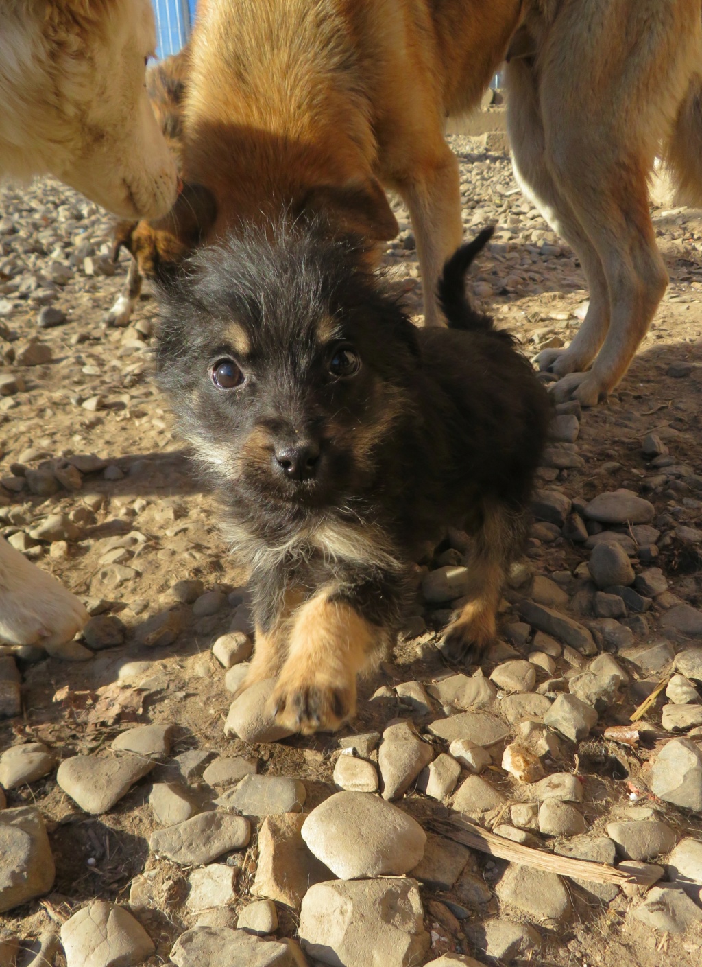 OLIVE (ex FOZZIE) - chiot femelle, de taille petite à moyenne à l'âge adulte - née environ en octobre 2021 - REMEMBER ME LAND - Adoptée par Mo (1203 - Suisse)  Fozzie10