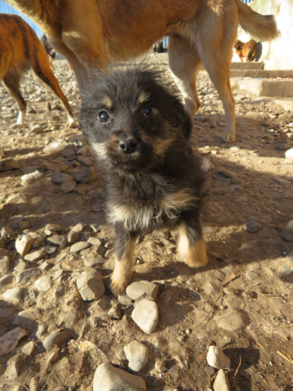 OLIVE (ex FOZZIE) - chiot femelle, de taille petite à moyenne à l'âge adulte - née environ en octobre 2021 - REMEMBER ME LAND - Adoptée par Mo (1203 - Suisse)  Fozzie11