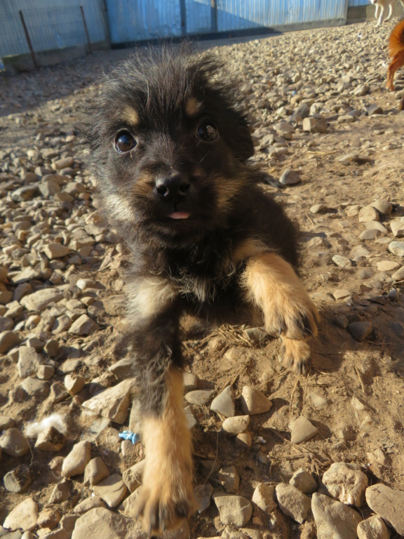 OLIVE (ex FOZZIE) - chiot femelle, de taille petite à moyenne à l'âge adulte - née environ en octobre 2021 - REMEMBER ME LAND - Adoptée par Mo (1203 - Suisse)  Fozzie12