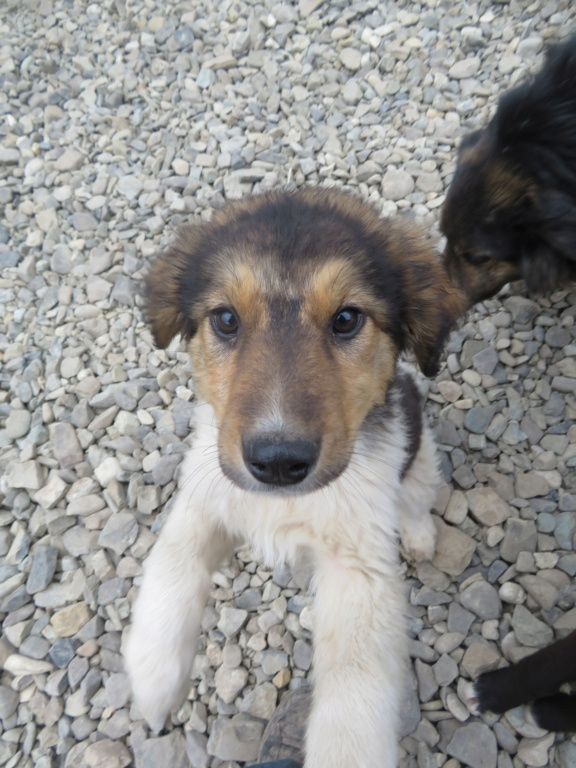 MAÏKA (ex FROUFROU) - chiot femelle, de taille moyenne à l'âge adulte - née environ en janvier 2021 - REMEMBER ME LAND - Adoptée par Laurine (68) Froufr12