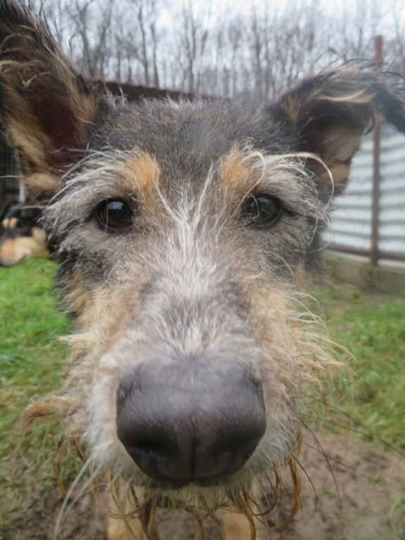 GAROU - x griffon 6 ans (5 ans de refuge) Asso Remember Me (Roumanie Garou_13