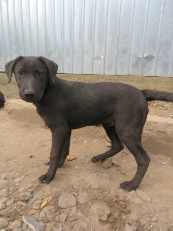 OWEN (ex GASOIL) - chiot mâle typé labrador, de taille moyenne à grande à l'âge adulte - né environ en juin 2021 - REMEMBER ME LAND - Adopté par Rebecca (BELGIQUE)  Gasoil18