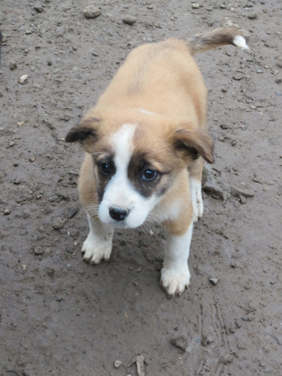 ELLA (ex GINGEMBRE) - chiot femelle, de taille petite à moyenne à l'âge adulte - née environ en juillet 2020 - REMEMBER ME LAND - Adoptée par Carine (57)  Gingem12