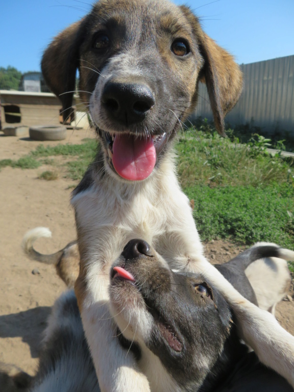 GINI - chiot femelle, de taille moyenne à grande à l'âge adulte - née environ mai 2021 - REMEMBER ME LAND - Adoptée par Sophie (Suisse)  Gini_113