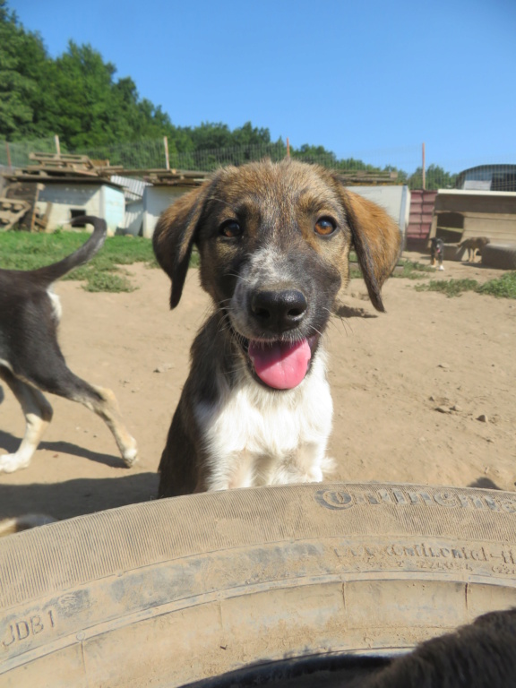 GINI - chiot femelle, de taille moyenne à grande à l'âge adulte - née environ mai 2021 - REMEMBER ME LAND - Adoptée par Sophie (Suisse)  Gini_510