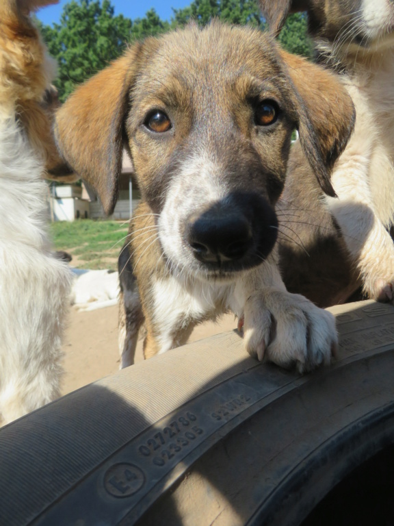 GINI - chiot femelle, de taille moyenne à grande à l'âge adulte - née environ mai 2021 - REMEMBER ME LAND - Adoptée par Sophie (Suisse)  Gini_610