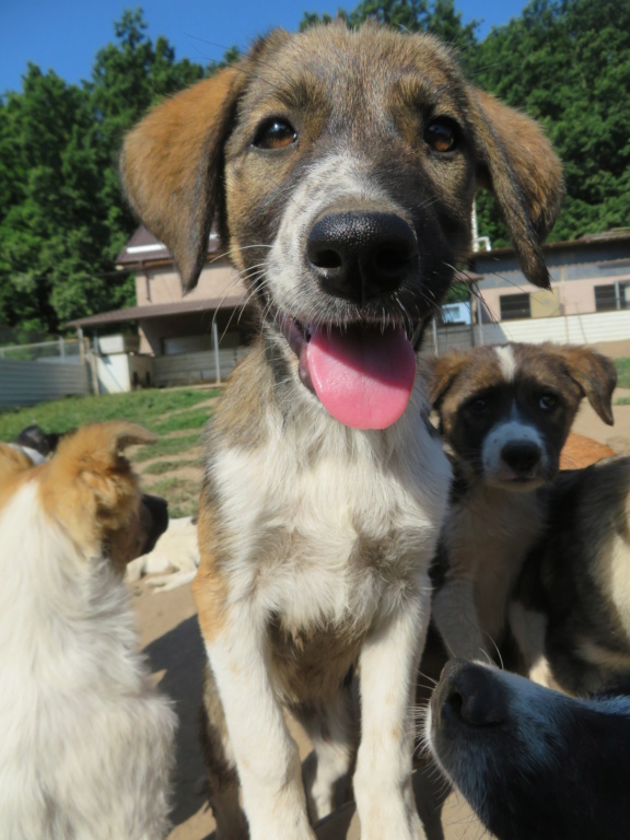 GINI - chiot femelle, de taille moyenne à grande à l'âge adulte - née environ mai 2021 - REMEMBER ME LAND - Adoptée par Sophie (Suisse)  Gini_710