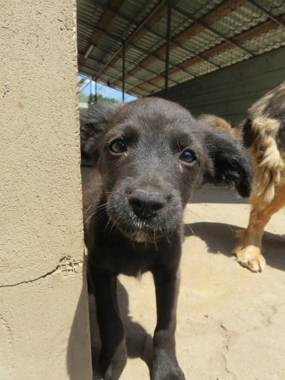 SCOUBY (ex GLOUBI) - chiot mâle, de petite taille à l'âge adulte - né environ en mars 2021 - REMEMBER ME LAND - Adopté par Rachel (68)  Gloubi14