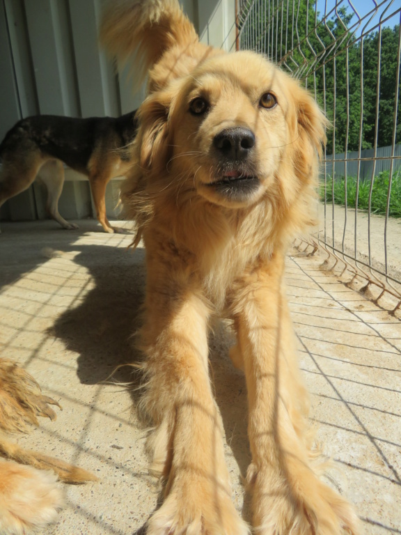 LUPIN (ex GOLDEN) - mâle, de taille moyenne - né environ en juillet 2016 - (Fourrière de Giurgiu) - REMEMBER ME LAND - Adopté par Marine et Aziz (94)  Golden12